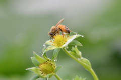 働きバチがイチゴ農園を支えています（＾＾）