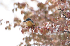 カワセミ　～キラキラ葉桜～【2010.04.13】