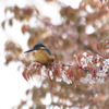 カワセミ　～キラキラ葉桜～【2010.04.13】