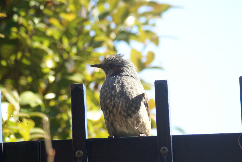 ヒヨドリ　～暖かい日差しが嬉しいのかな？～