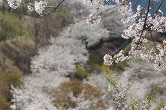 桜街道