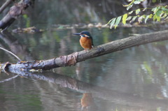 カワセミ　～鏡面カワちゃんに挑戦～