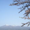 安達太良山　と　桜