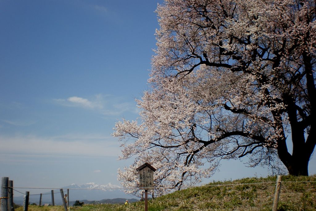 わに塚の桜