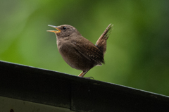 D2Xで野鳥