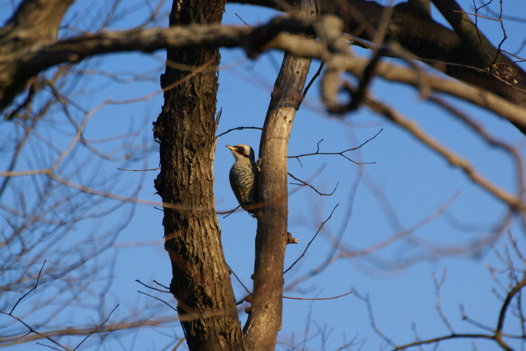 アオゲラ　～まさかの出現！～
