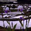 姨捨棚田　～田植えの苦労を癒してくれるアイリス～