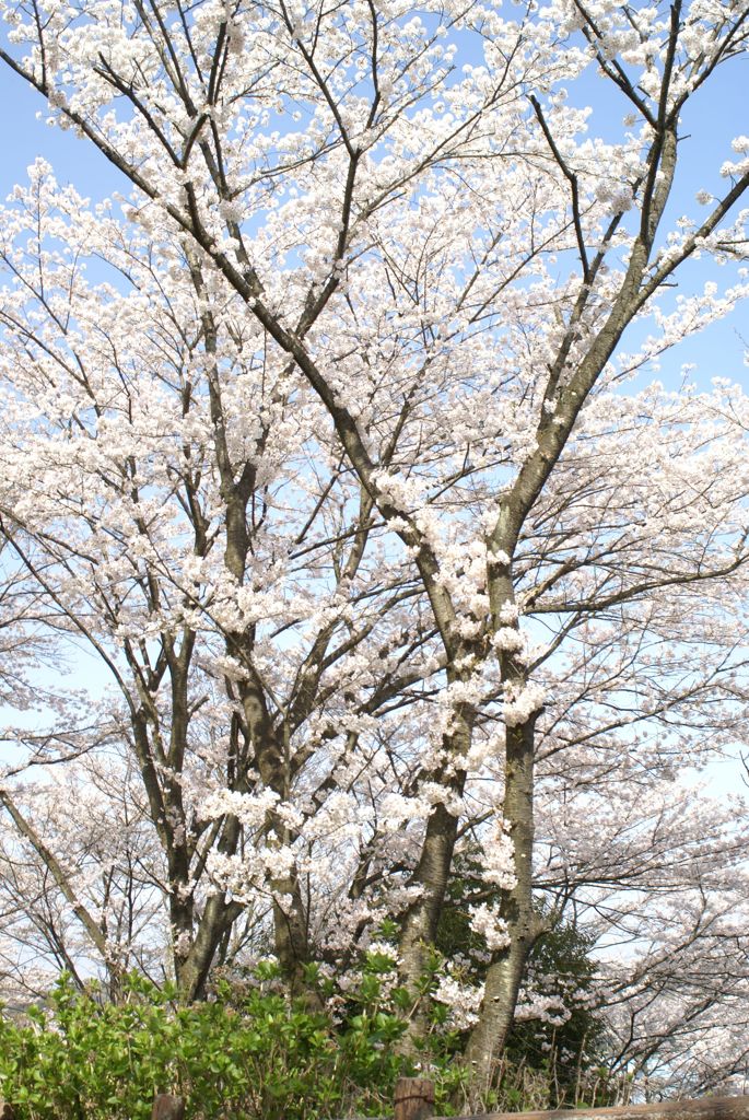 まるで雪化粧