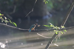 カワセミ　～活きの良い餌だっ～