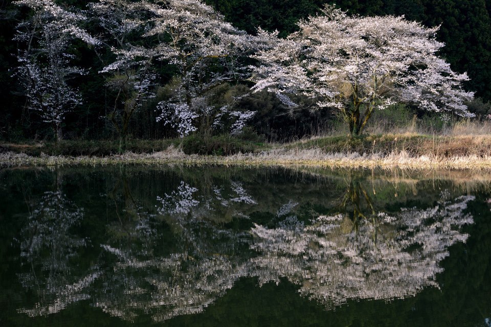 鏡面桜