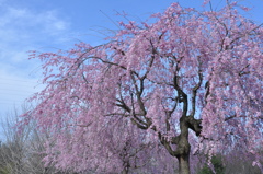 枝垂れ桜