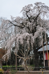 枝垂れ桜