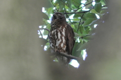 朝は寝る時間のアオバズクさん