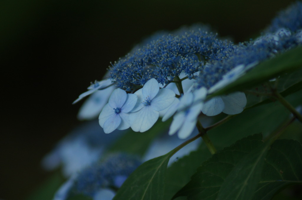 アジサイ　～梅雨の休み