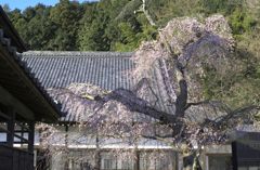 枝垂桜　～西光寺～