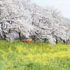 春のドライブ日和