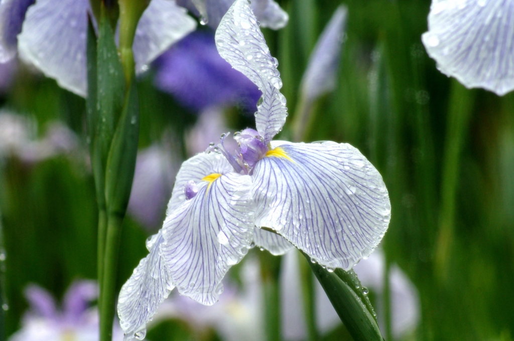 梅雨の花菖蒲