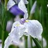 梅雨の花菖蒲