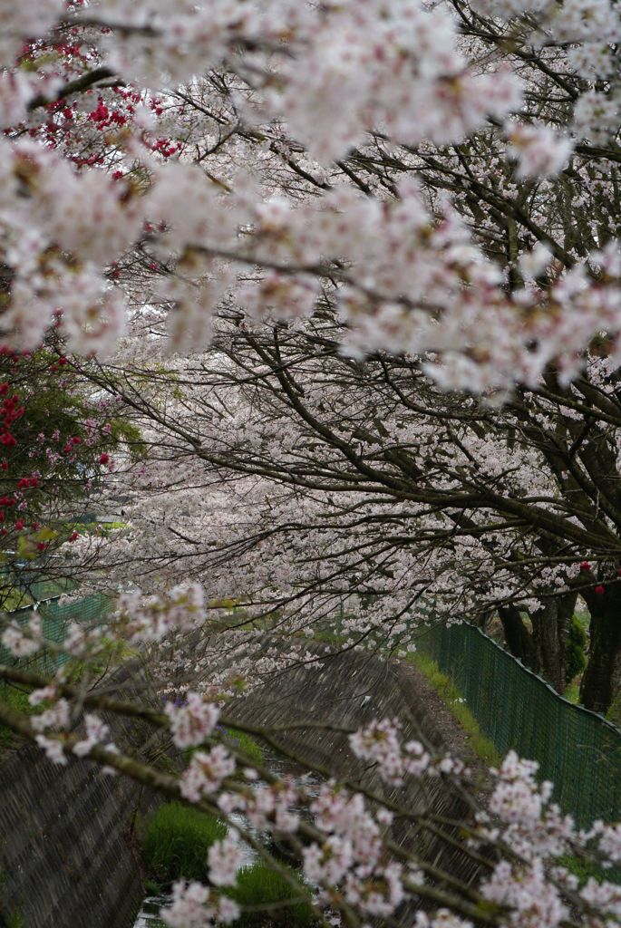 桜水路