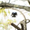 オオルリの飛び出し