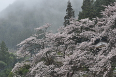 桜流し