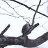アオゲラ　～極寒の中で・・～