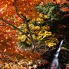 紅葉の火には、水でも消せぬ