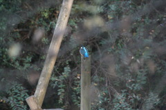 カワセミ　～かくれんぼ～