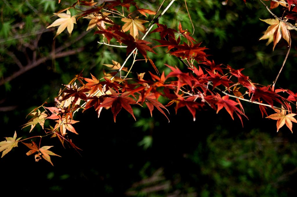 紅葉ライトアップ　～シーズンイン初日～