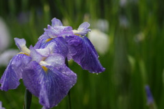 花菖蒲　～梅雨の雨　1～