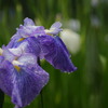 花菖蒲　～梅雨の雨　1～