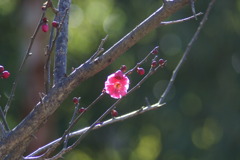 紅梅　～春が近いです（＾＾）～