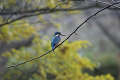 カワセミ　～イチョウの紅葉をバックに～