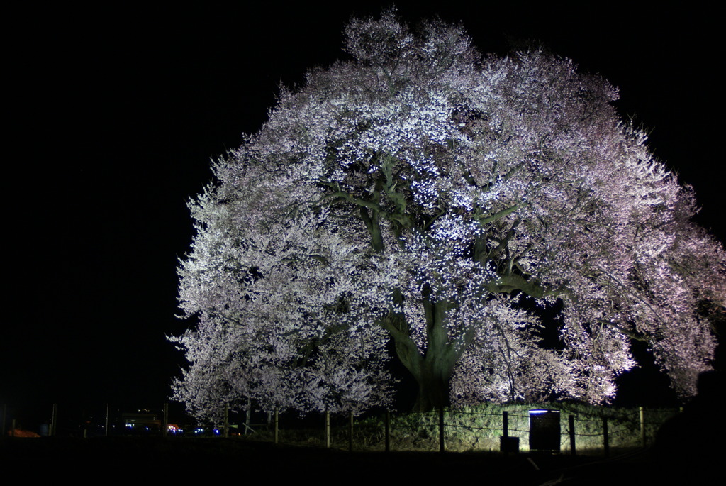 わに塚の桜