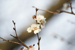 十月桜　～朝日を浴びて～