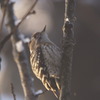 コゲラ　～朝日を浴びて元気ですっ！～
