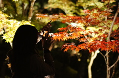 京都　永観堂　紅葉を撮影