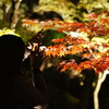 京都　永観堂　紅葉を撮影