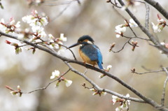 カワ桜（*＾＾*）