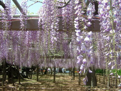 玉敷神社　フジ