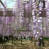 玉敷神社　フジ