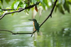 カワセミ　～木陰で静かぁ～に・・～