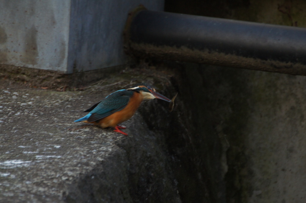 カワセミ　～餌を咥えて、よいしょっ！～