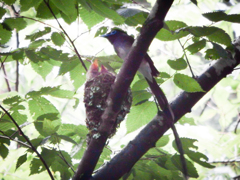 高倍率コンデジでサンコウチョウ