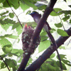 高倍率コンデジでサンコウチョウ