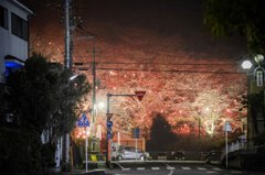 桜山ライトアップ