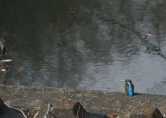 カワセミ　～今年初（涙）～