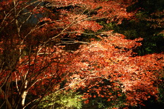 東郷公園ライトアップ　～　紅　くれない　～