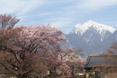 甲斐駒ケ岳と神代桜