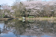 桜鏡